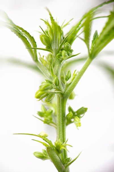 Atlas Seed - Male Identification
