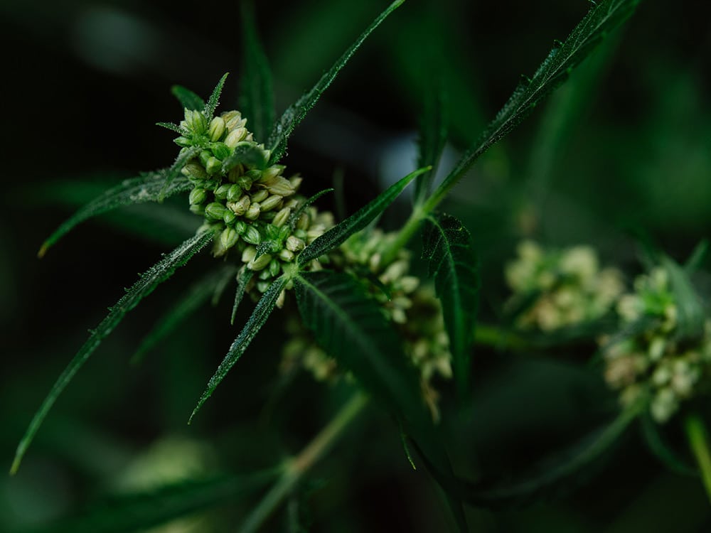 Atlas Seed - Male Plant