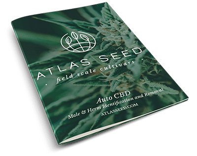 Auto CBD Herm Guide Thumb