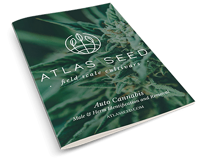 Auto Cannabis Herm Guide Thumb