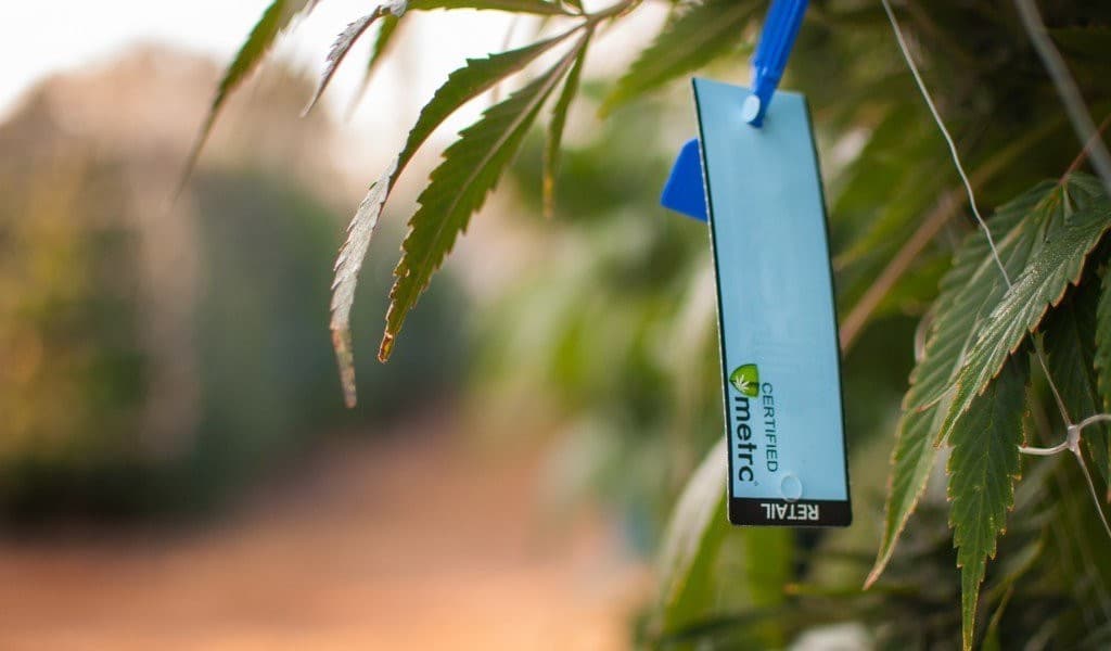 The Ins and Outs of Cannabis Compliance for Cultivation