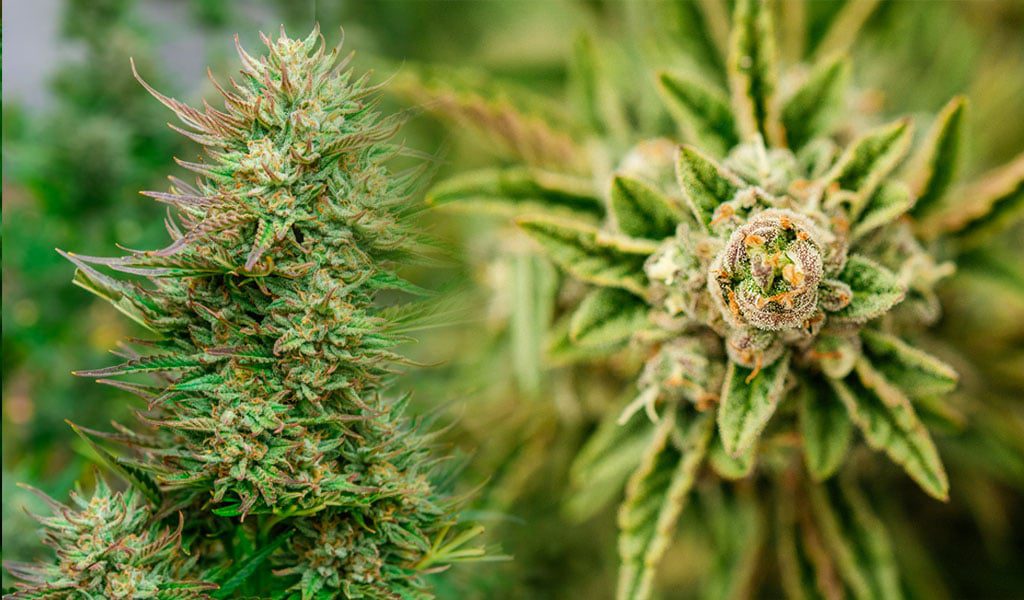 A Growers Guide: The Pros and Cons of Autoflowering and Feminized Seeds