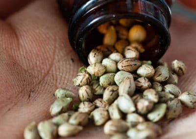 What Are Feminized Cannabis Seeds & What Are They Used For?