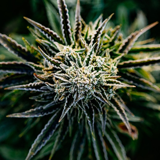 Atlas Seed - Elite Genetics