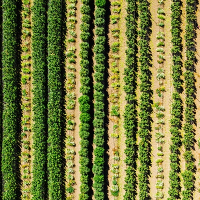 Atlas Seed - Mission Field Shot