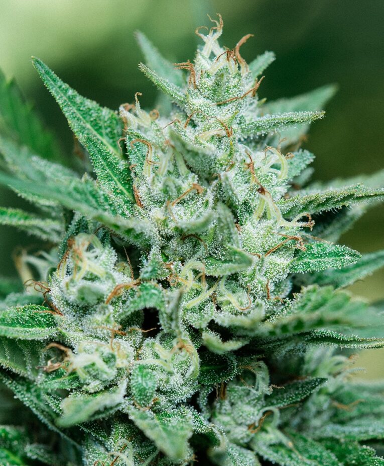 Papa Smurf - Seedling