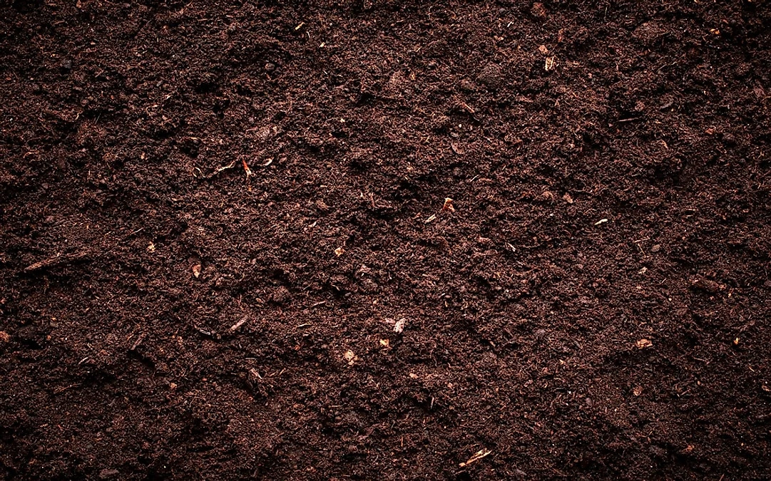 What Soil Should I Use for Planting Autoflower Seeds?