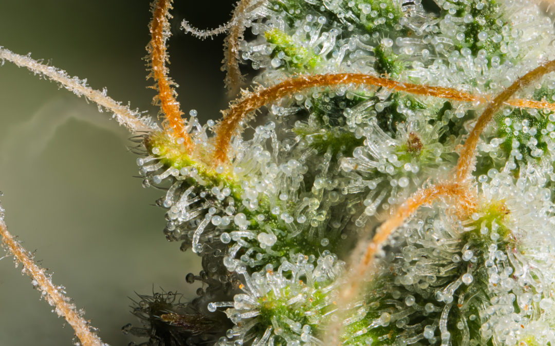 Considerations in Breeding Cannabis Genetics for Potency