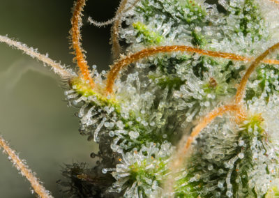 Considerations in Breeding Cannabis Genetics for Potency