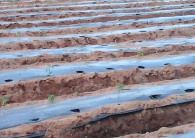 Using Plastic Mulch for Growing Cannabis Outdoors