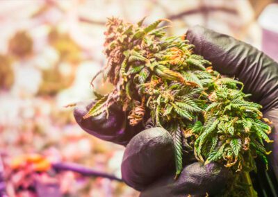 Post Harvest Series: Mastering the Art of Drying and Curing Cannabis