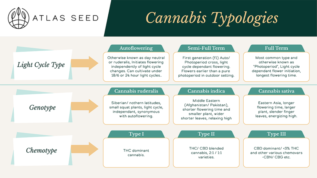 Cannabis Light Cycle - Atlas Seed