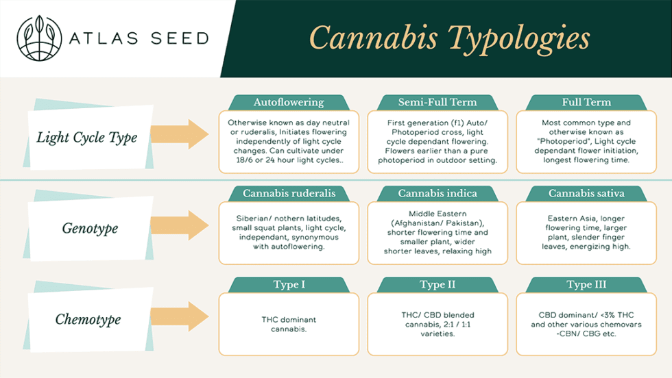 Cannabis Light Cycle Types - Atlas Seed