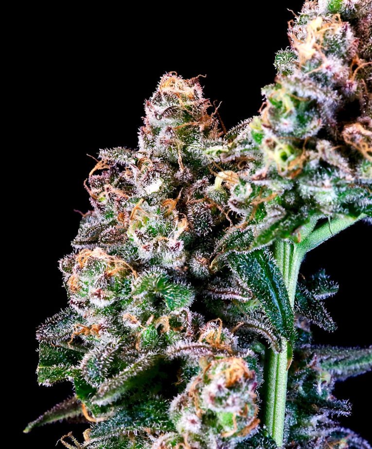 Purple Punch - Seedling