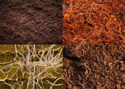 Choosing the Right Planting Medium for Cannabis: Native Soil, Rockwool, Coco Coir, & Peat Moss