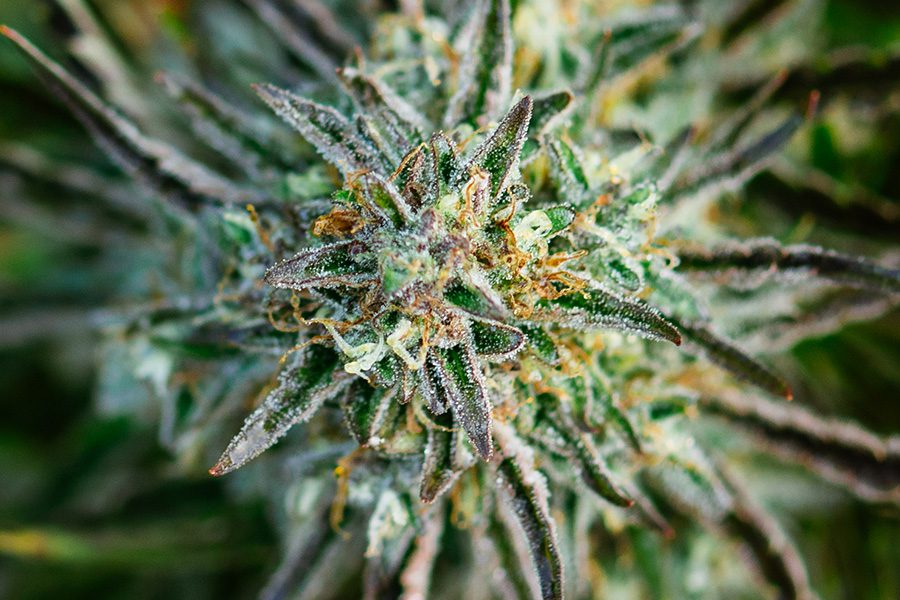 Cultivating Cannabis for High Potency