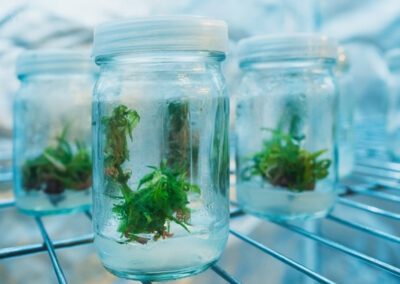 Tissue Culture