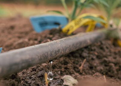 Drip Tape in Cannabis Irrigation