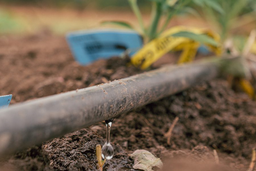 Drip Tape in Cannabis Irrigation