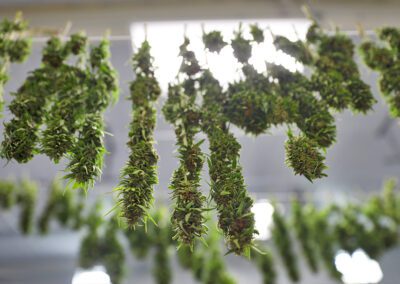 DIY Drying Cannabis at Home: A Guide for Small-Scale Home Growers