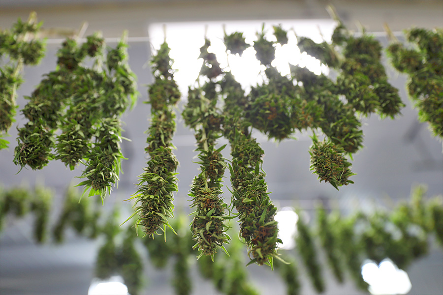 DIY Drying Cannabis at Home: A Guide for Small-Scale Home Growers