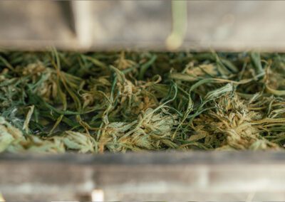 Drying on the Farm: A Guide to Cannabis Drying Process