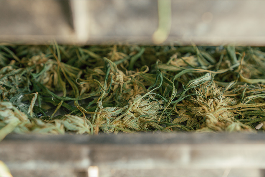 Drying on the Farm: A Guide to Cannabis Drying Process