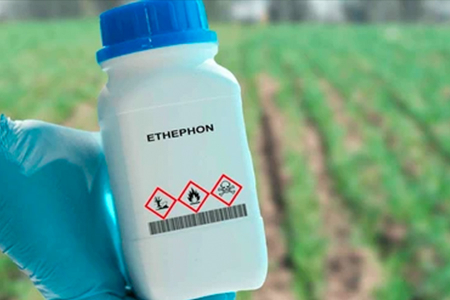 Ethephon: A Powerful Tool to Suppress Male Flowering in Cannabis