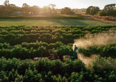 Building a Successful Cannabis Spray Program: Field Layout and Precision