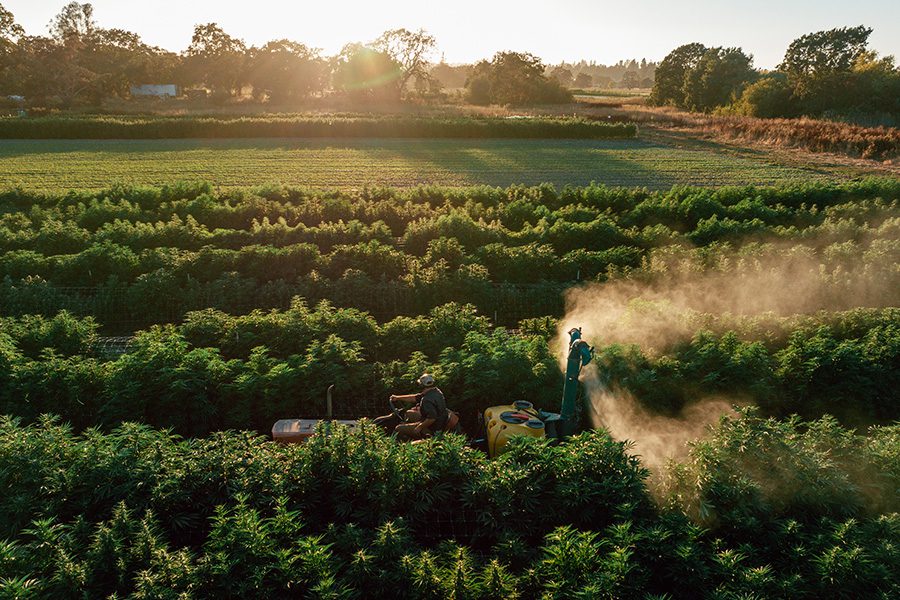 Building a Successful Cannabis Spray Program: Field Layout and Precision