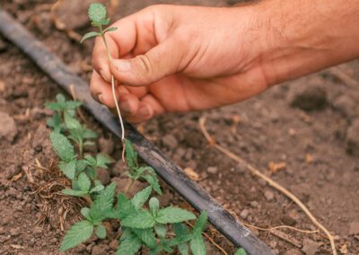 Hand Cultivation vs. Mechanical Cultivation for weed management