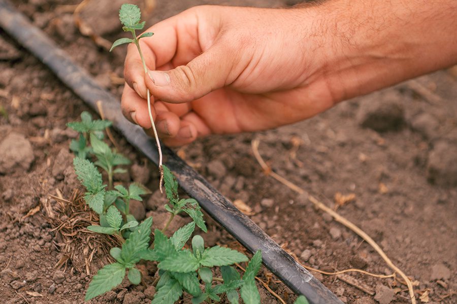 Hand Cultivation vs. Mechanical Cultivation for weed management