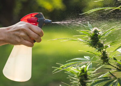 DIY Home Grower Sprays for Cannabis: Natural Solutions for Healthy Plants