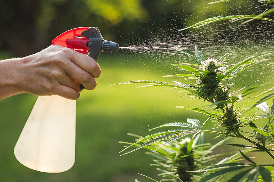 DIY Home Grower Sprays for Cannabis: Natural Solutions for Healthy Plants