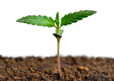 Ideal Planting Depth for Cannabis Seeds Outdoors