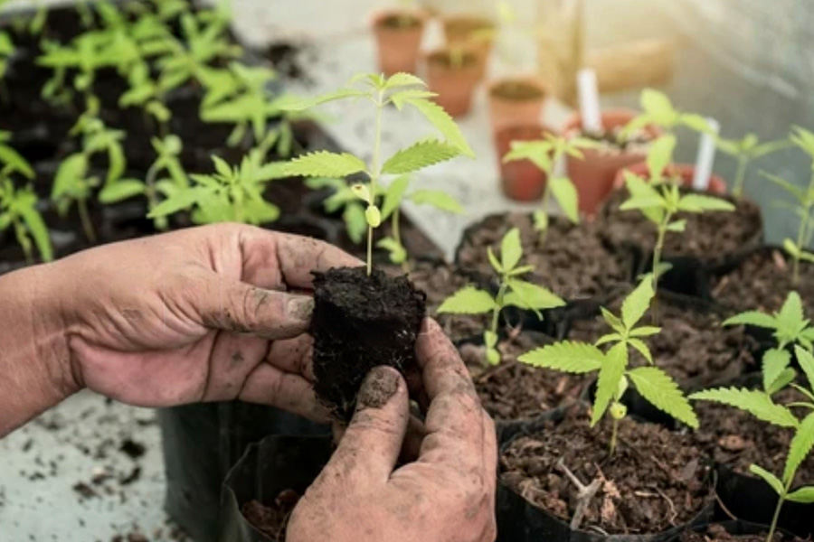 Planting Full Term Seedlings and Clones