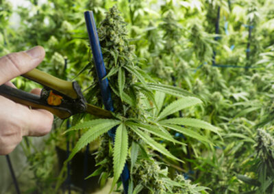The Art of Pruning and De-leafing Cannabis Plants: Maximizing Yield and Quality