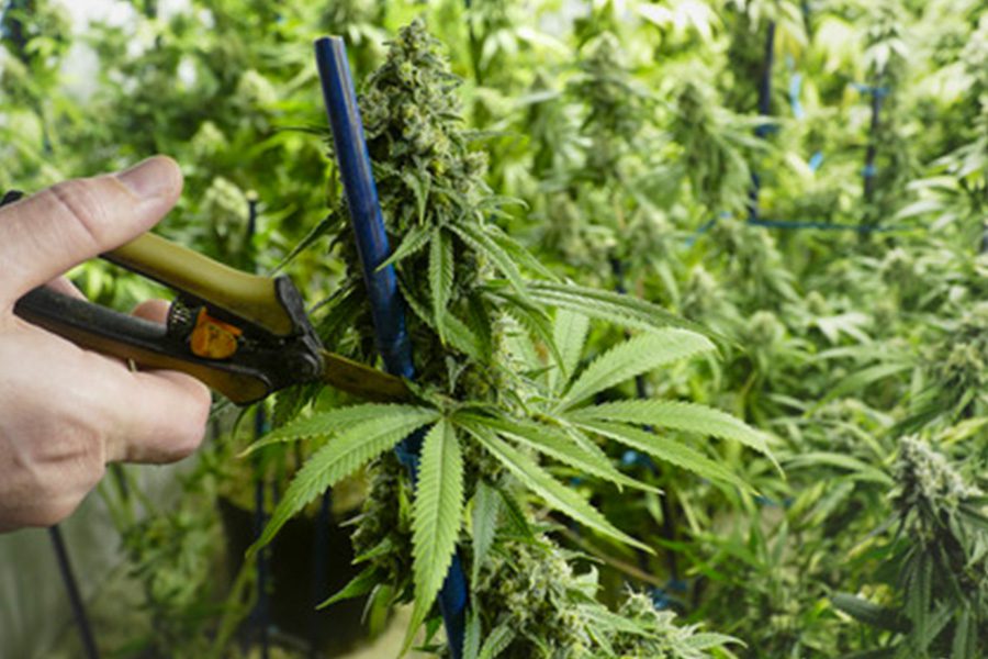 The Art of Pruning and De-leafing Cannabis Plants: Maximizing Yield and Quality