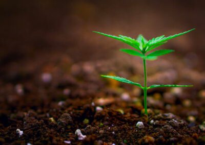 Propagation: How to Germinate Cannabis Seeds for Outdoor Cultivation