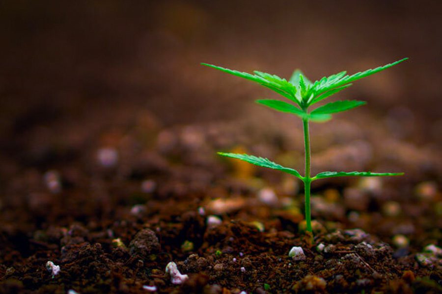 Cannabis Seeding Process