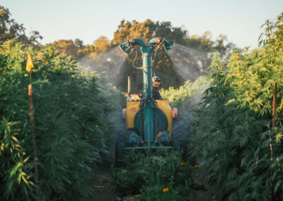 Timing Sprays for Cannabis Farms: Guidelines for Flowering Stage
