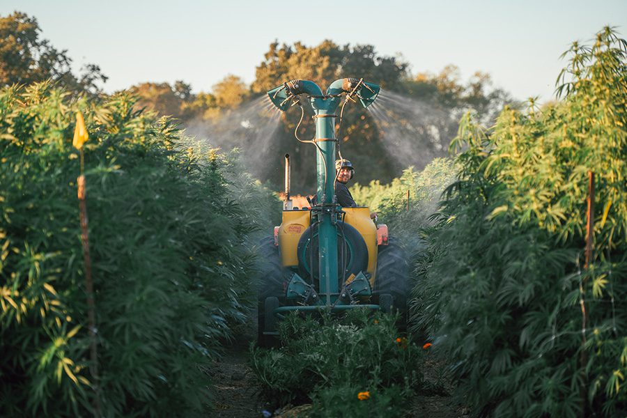 Timing Sprays for Cannabis Farms: Guidelines for Flowering Stage