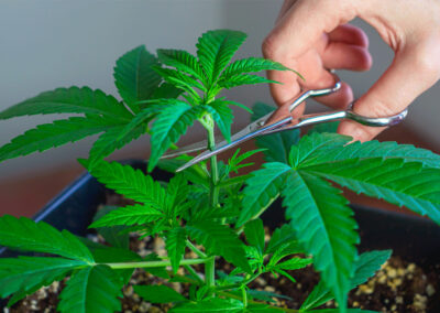 Topping and Trellising in Cannabis Cultivation: Maximizing Top-Quality Flower Production