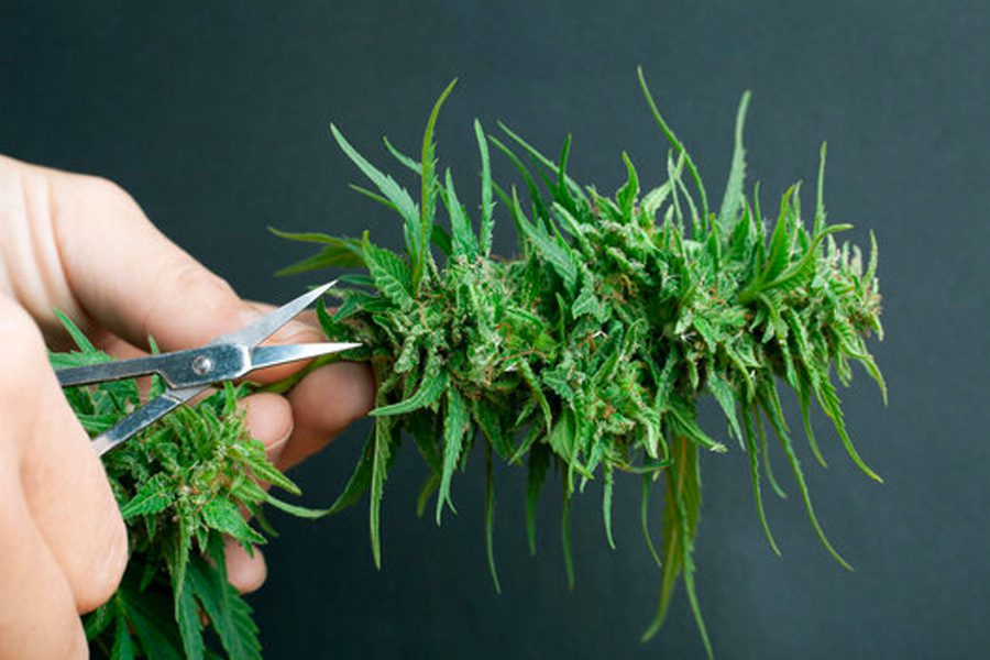 Trimming Cannabis