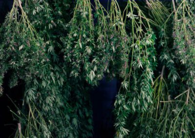 Vertical Hanging Systems for Cannabis Drying