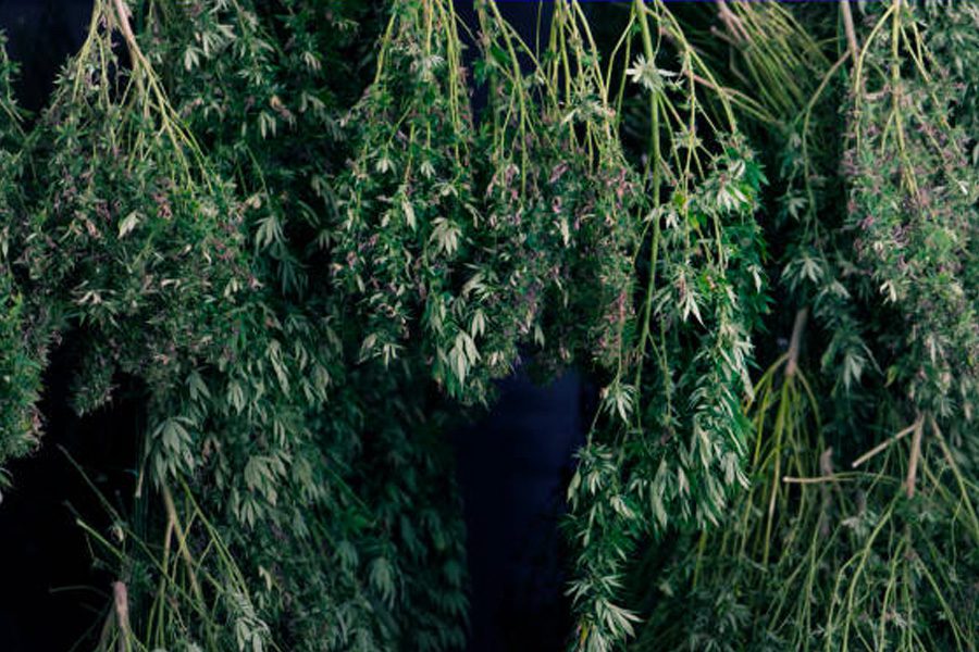 Vertical Hanging Systems for Cannabis Drying