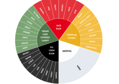 Cannabis Aroma Families