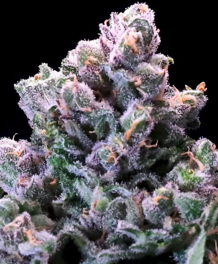Huckleberry Pie - Seedling
