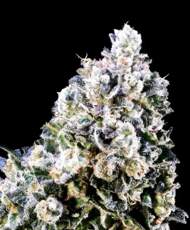 Laundry Shaman - Seedling