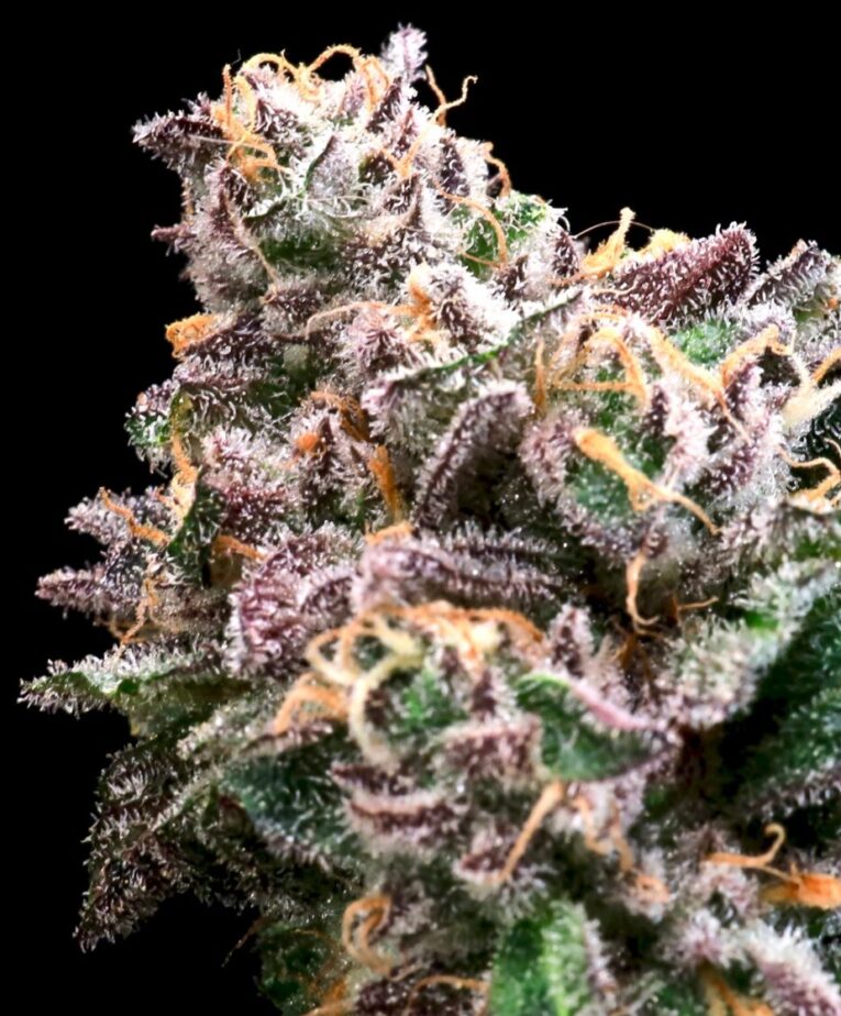 Crazy Train - Seedling